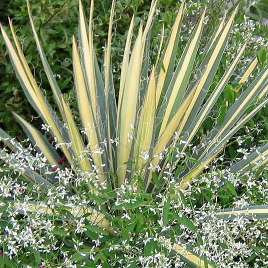 Yucca filamentosa Color Guard