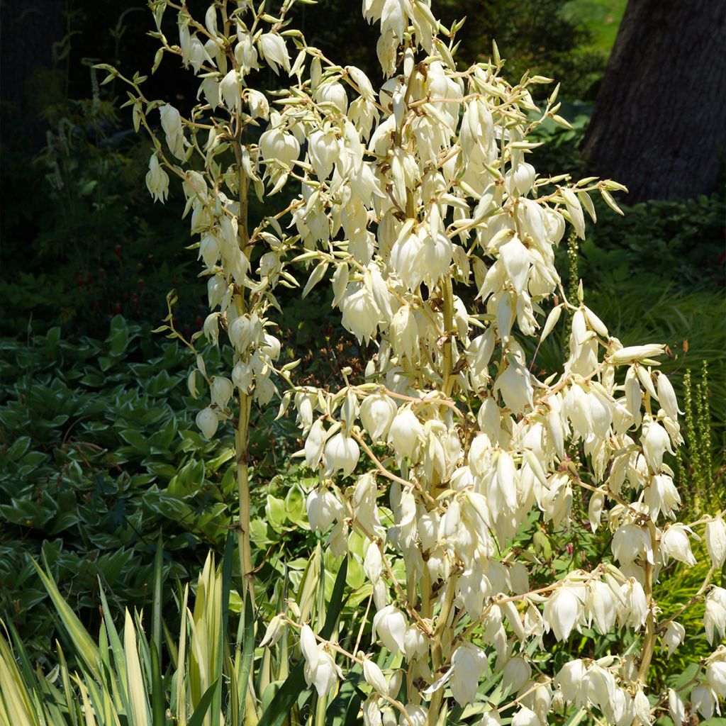 Yucca filamentosa Color Guard