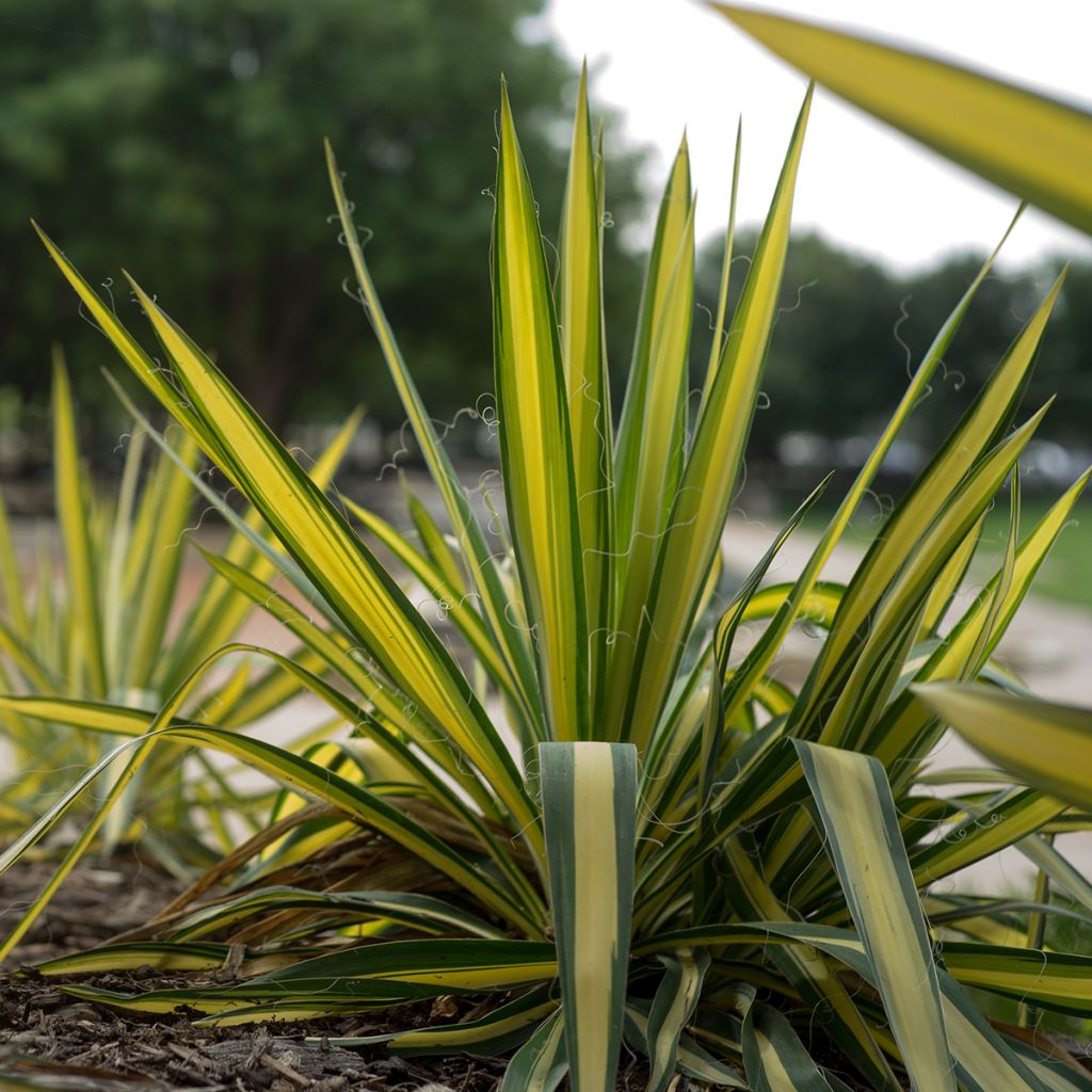 Yucca filamentosa Color Guard
