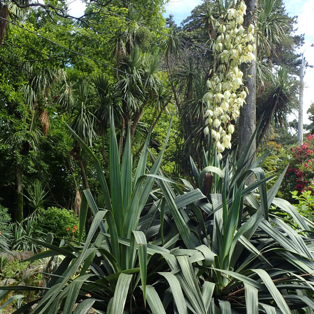 Yucca gloriosa - Spanish Dagger