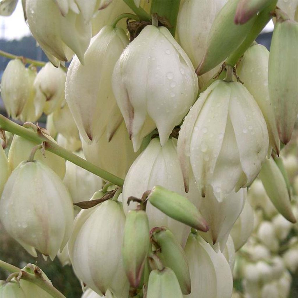 Yucca gloriosa - Spanish Dagger