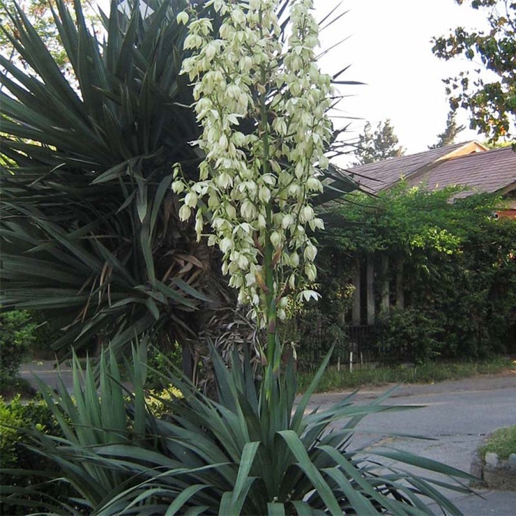 Yucca gloriosa - Spanish Dagger