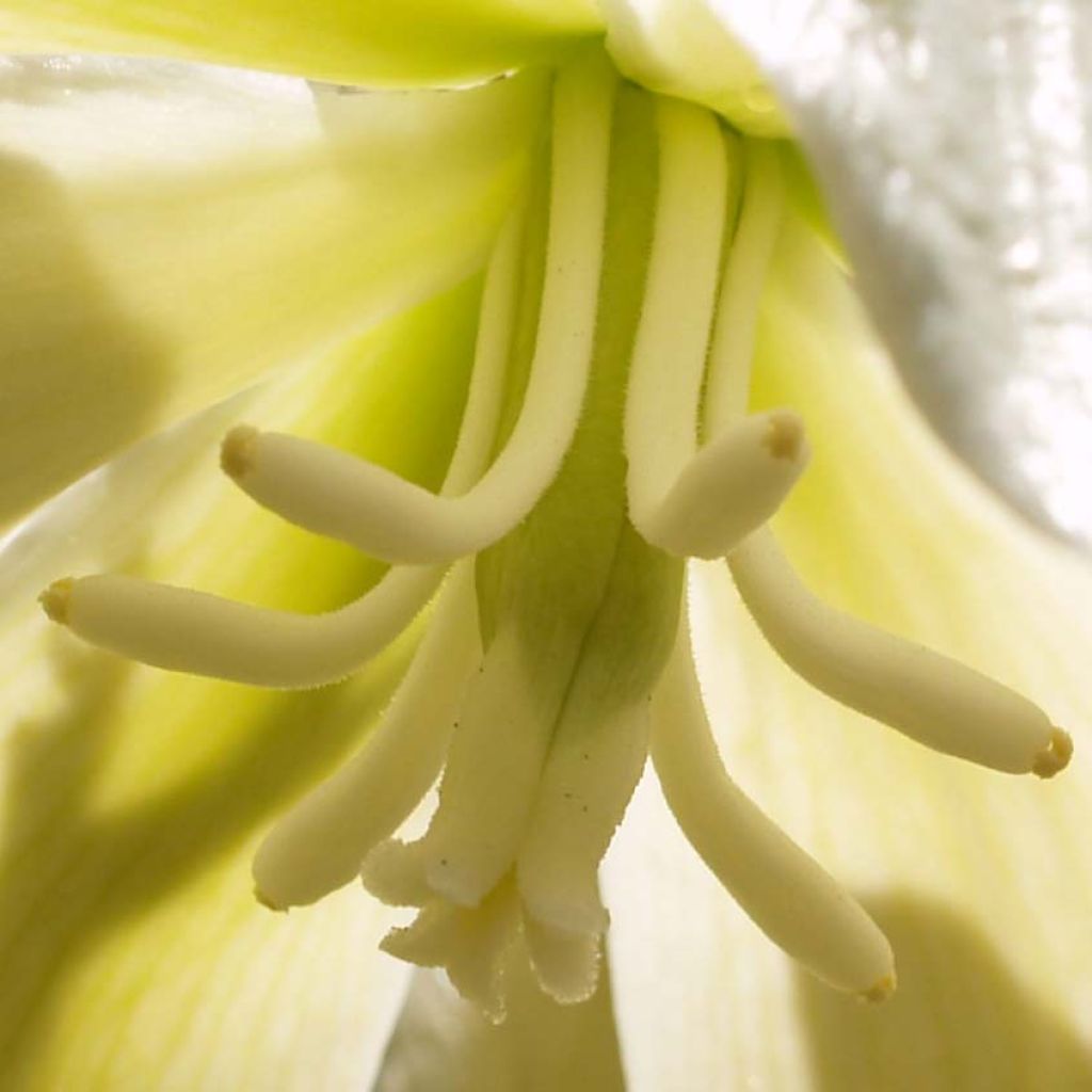 Yucca gloriosa - Spanish Dagger
