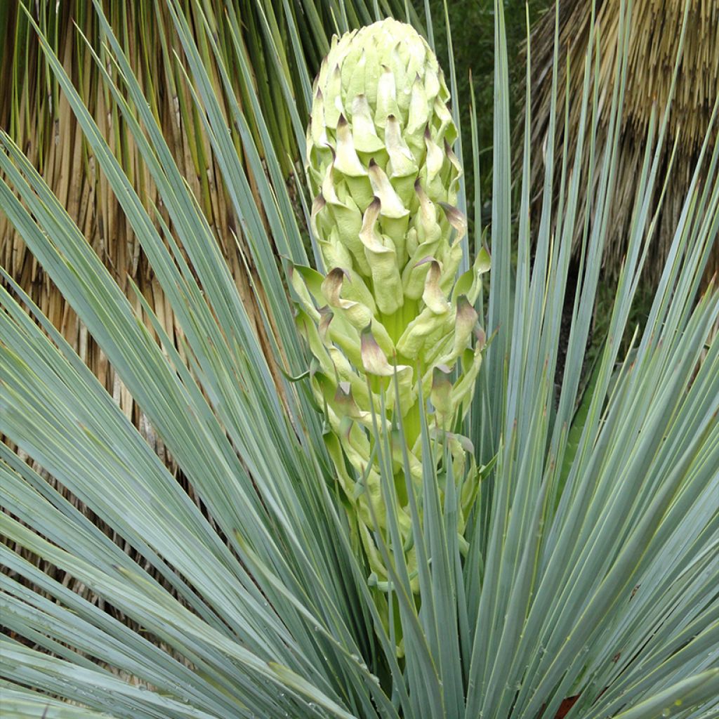 Yucca linearifolia