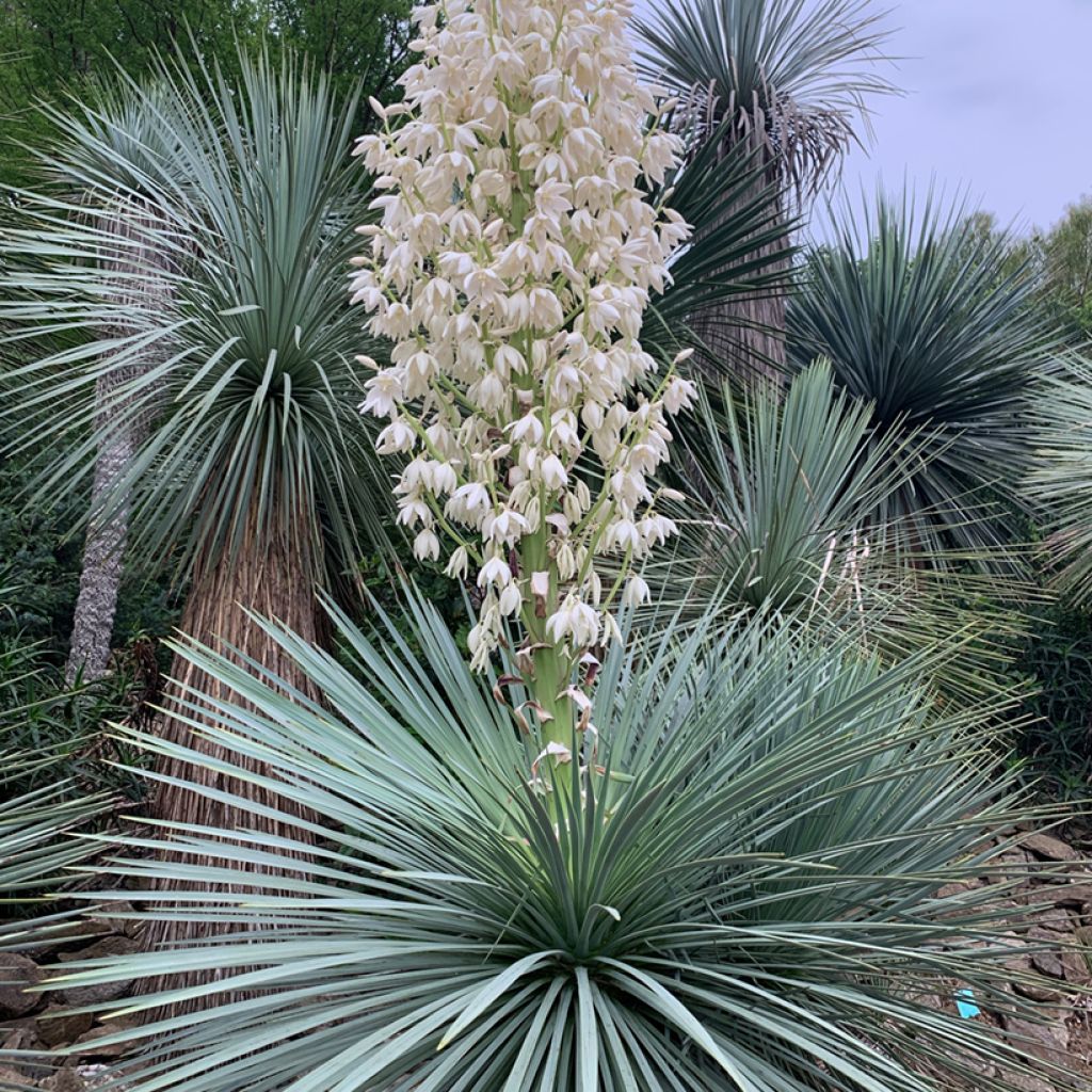 Yucca linearifolia
