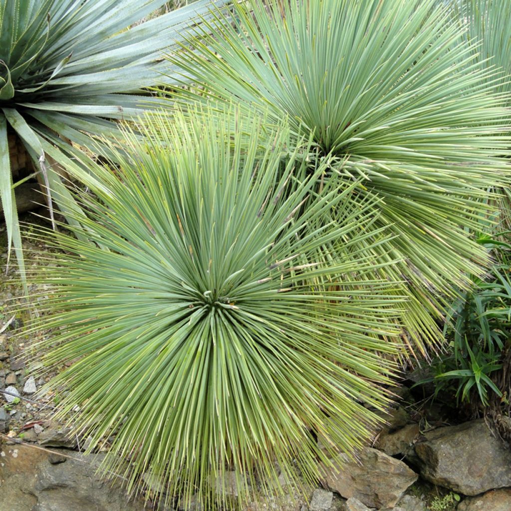 Yucca linearifolia