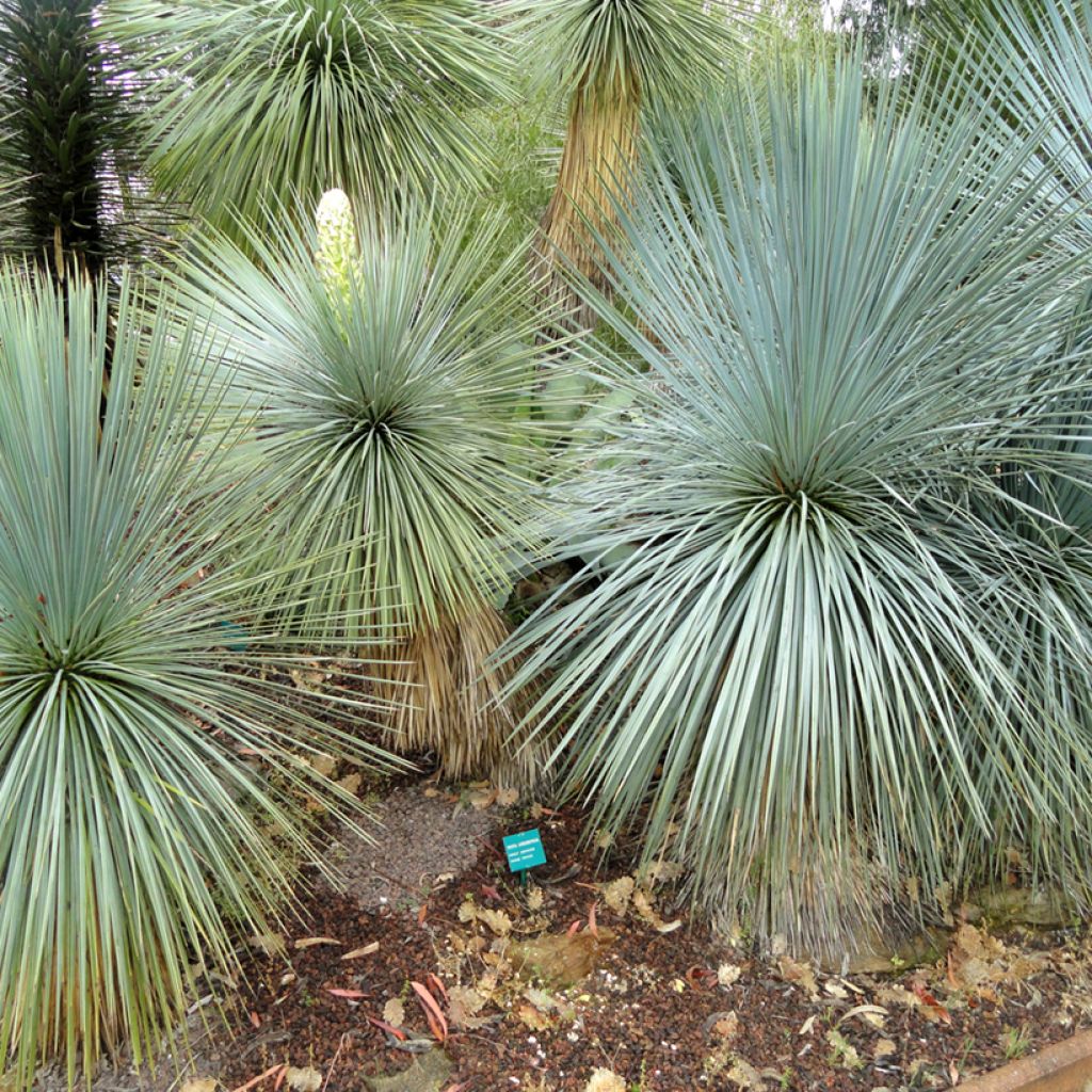 Yucca linearifolia