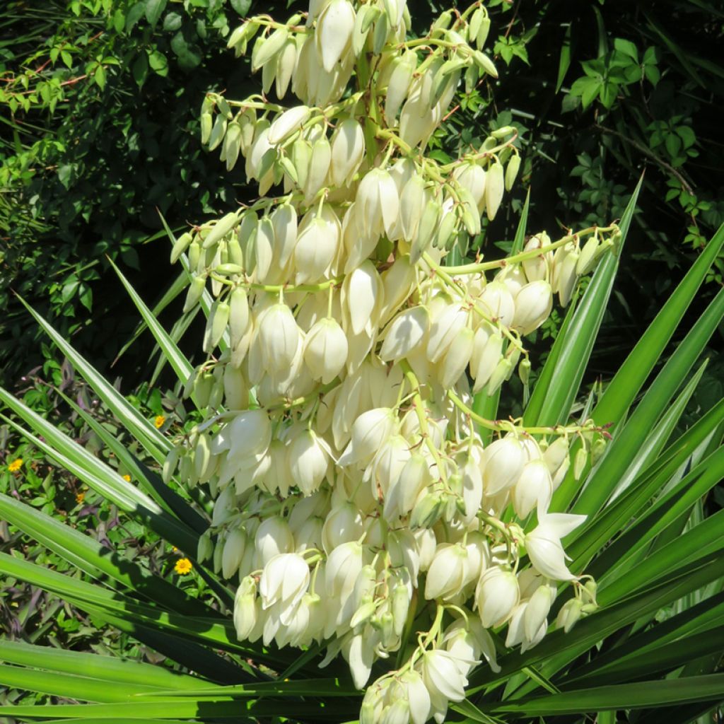 Yucca pallida - Pale yucca