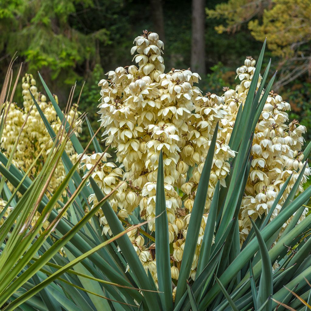 Yucca gloriosa - Spanish Dagger