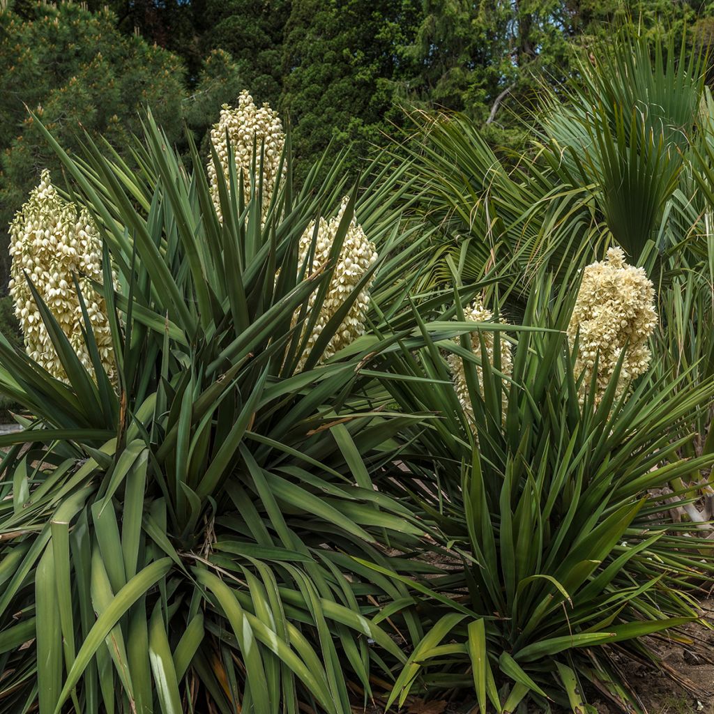 Yucca gloriosa - Spanish Dagger
