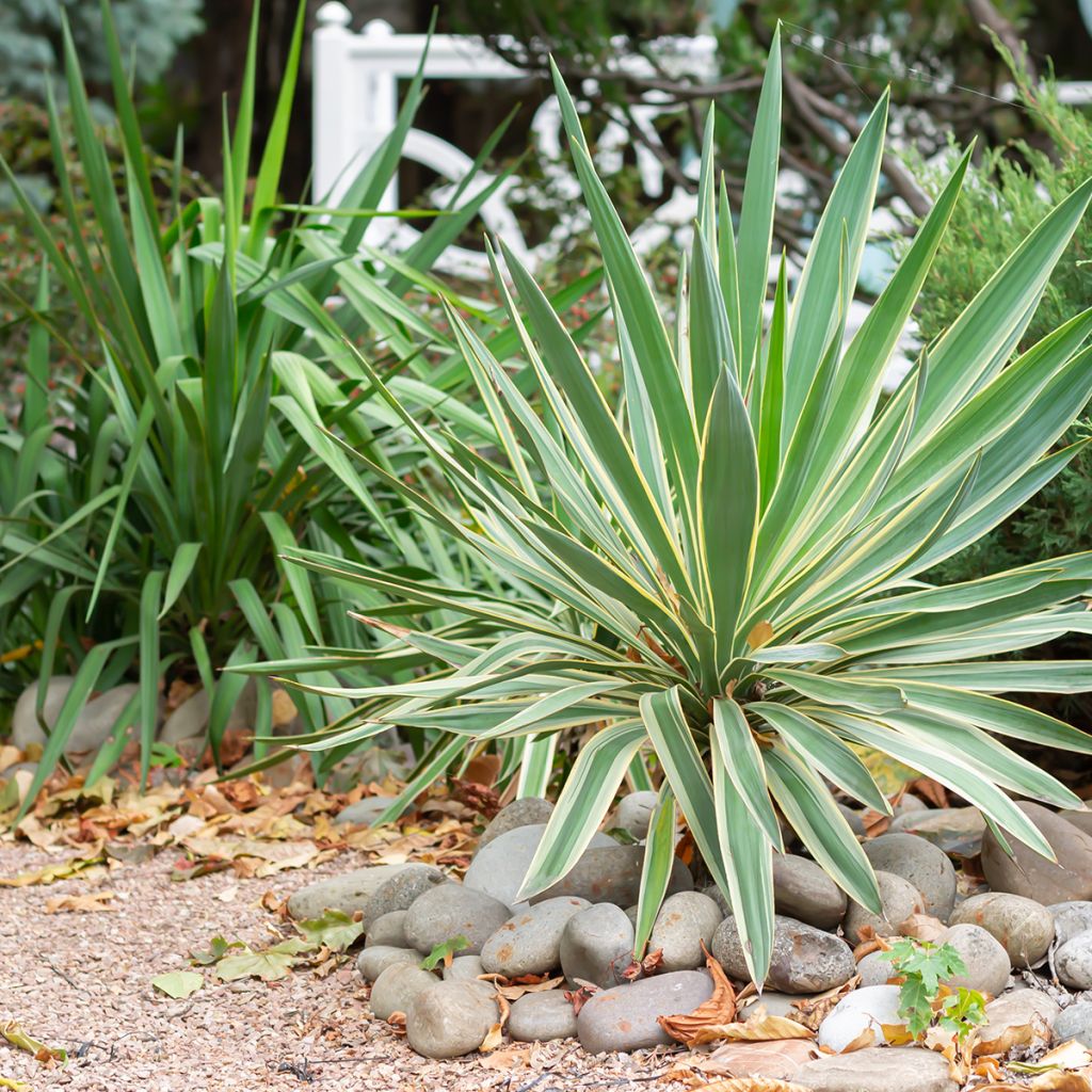 Yucca gloriosa Variegata - Spanish Dagger