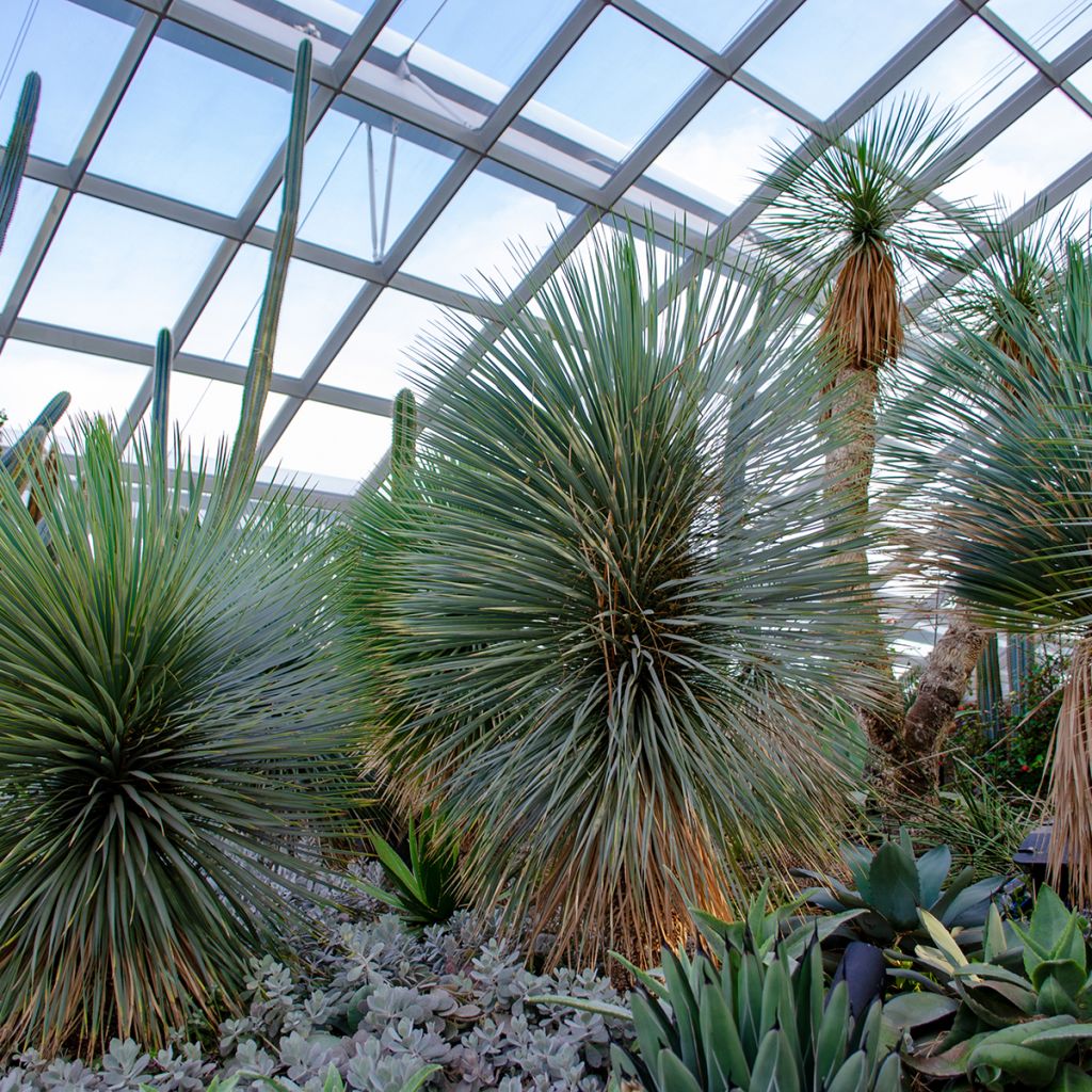 Yucca rostrata Sapphire Skies