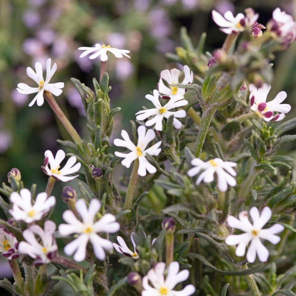 Zaluzianskya capensis Seeds - Midnight candy - Night phlox