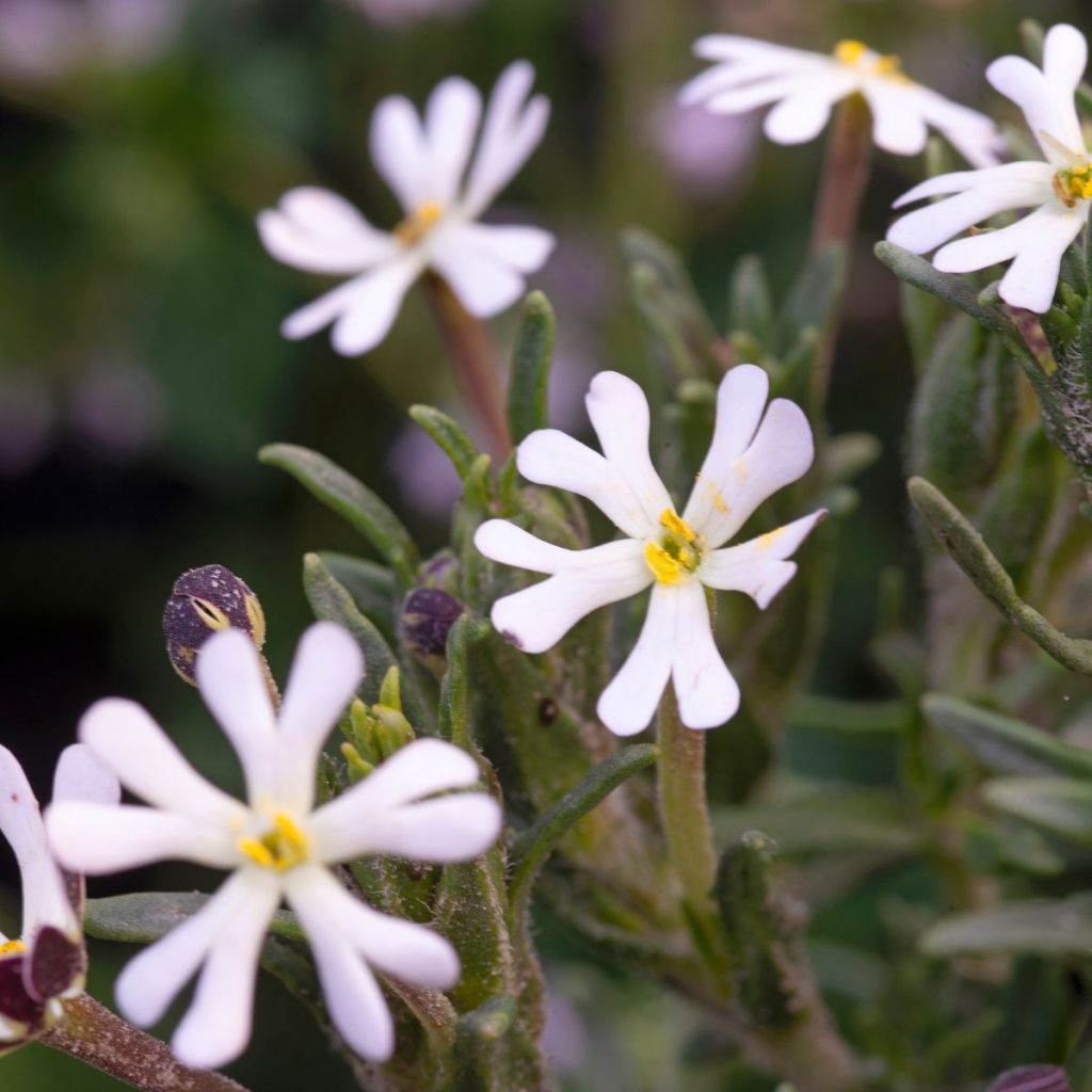 Zaluzianskya capensis Seeds - Midnight candy - Night phlox