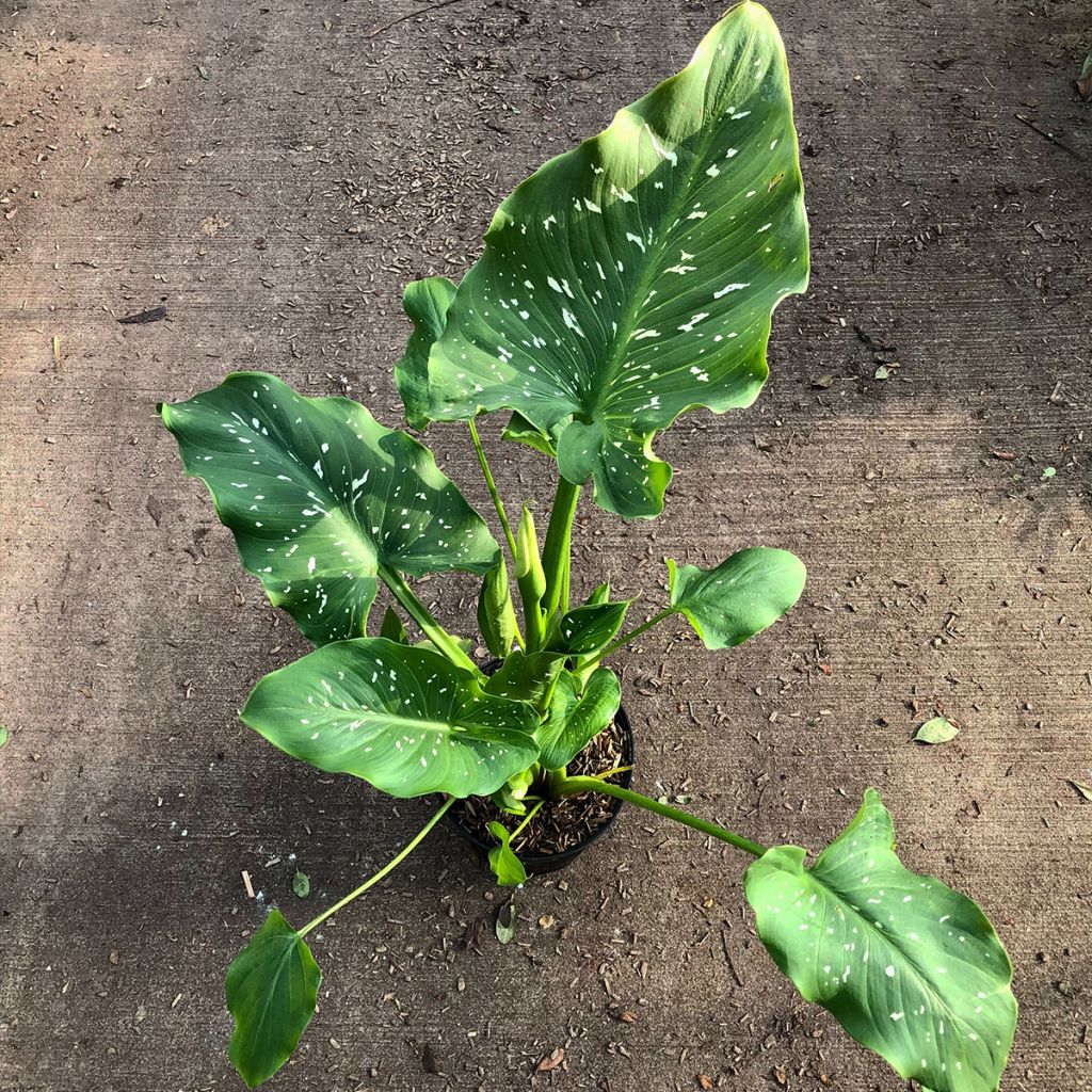 Zantedeschia aethiopica Himalaya - Arum-lily