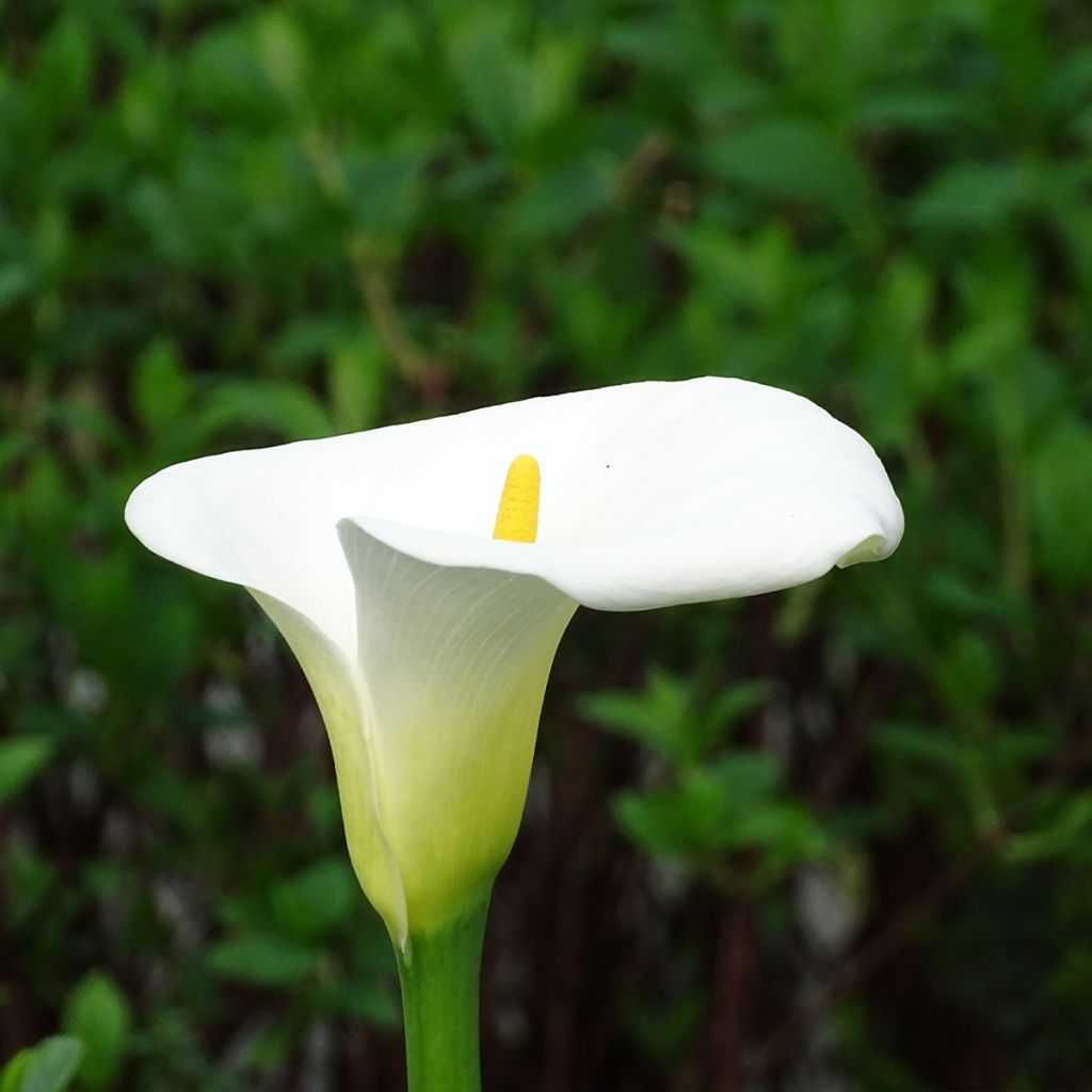 Zantedeschia aethiopica Himalaya - Arum-lily