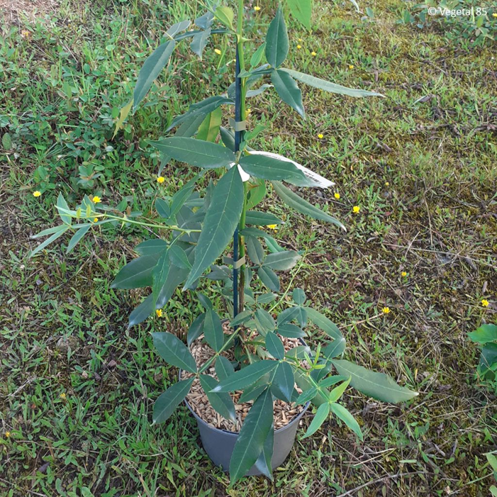 Zanthoxylum armatum - Winged Prickly Ash