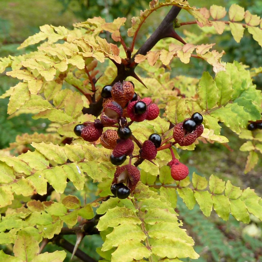 Zanthoxylum piperitum