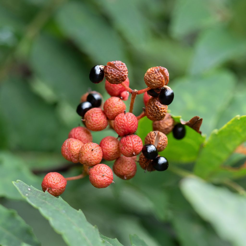 Zanthoxylum piperitum