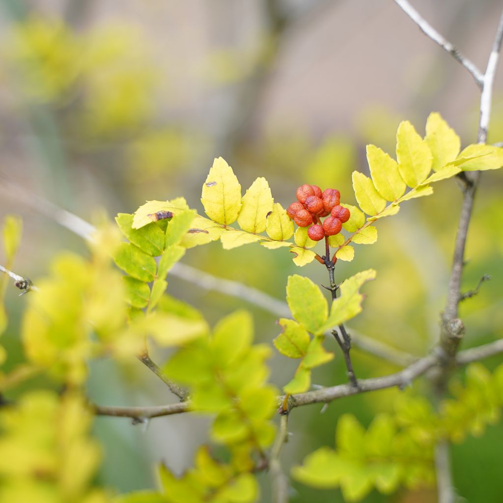 Zanthoxylum piperitum