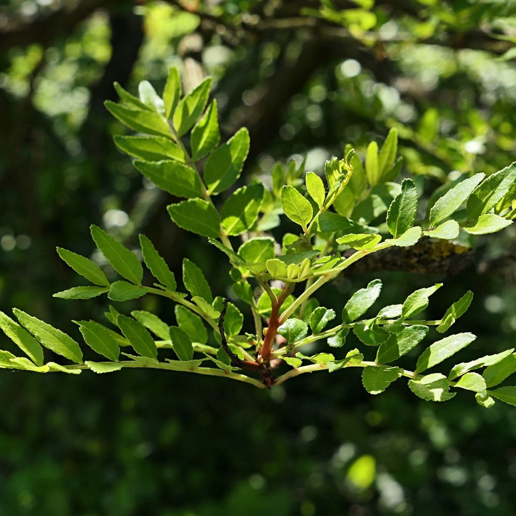 Zanthoxylum schinifolium