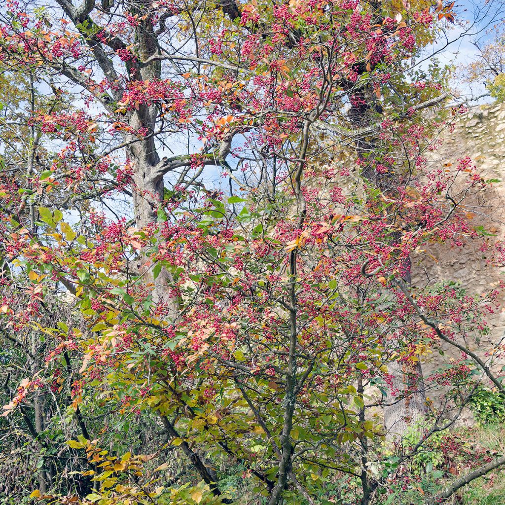 Zanthoxylum simulans