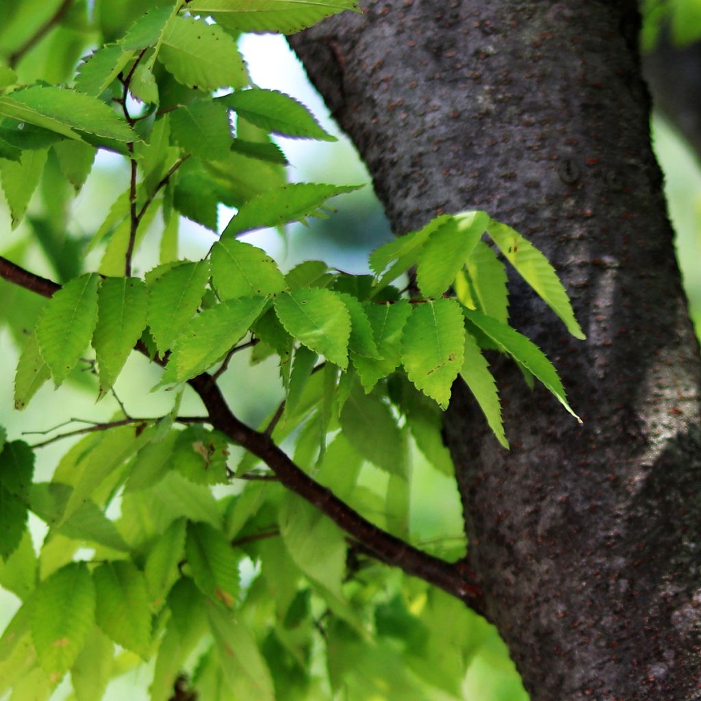 Zelkova serrata