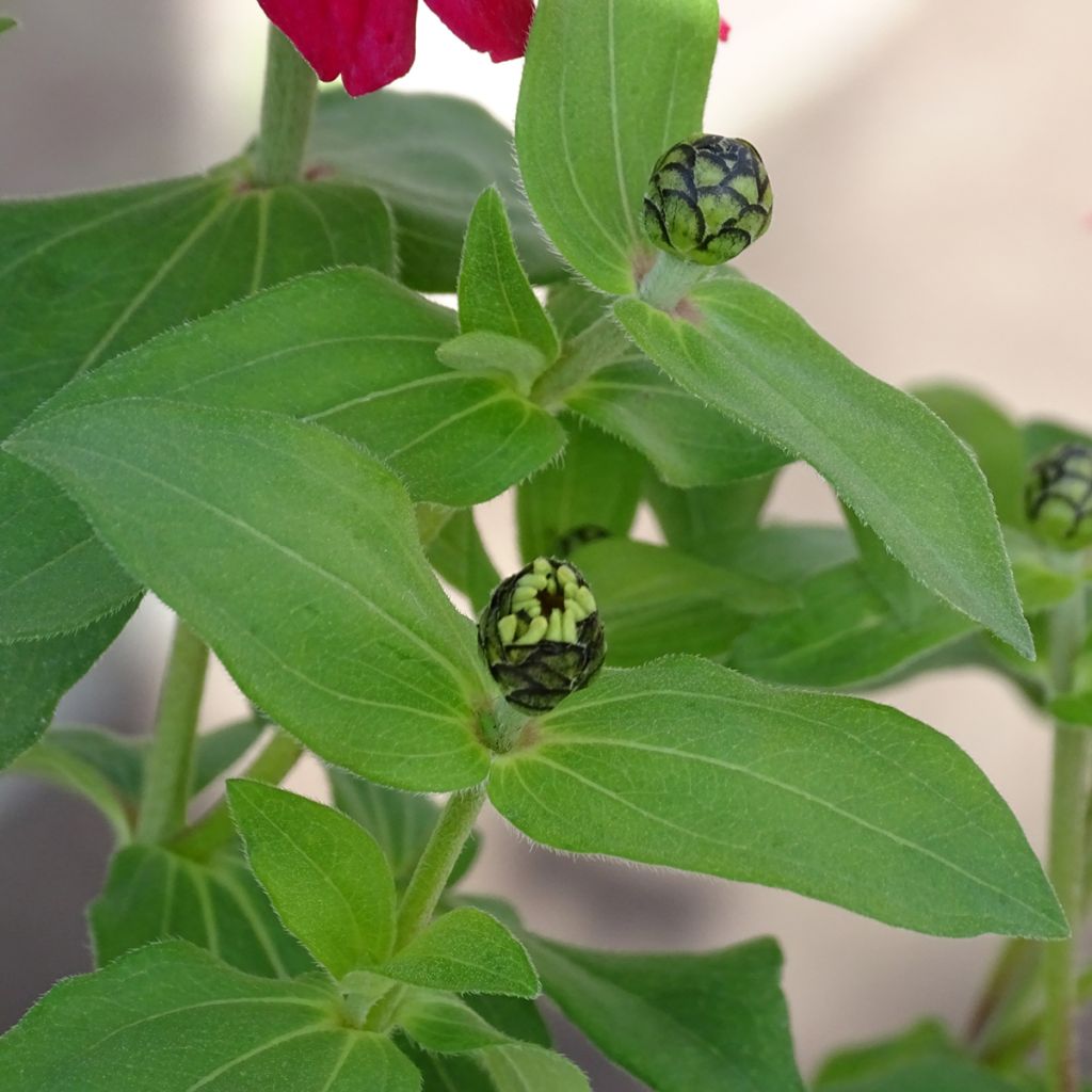 Zinnia Zahara