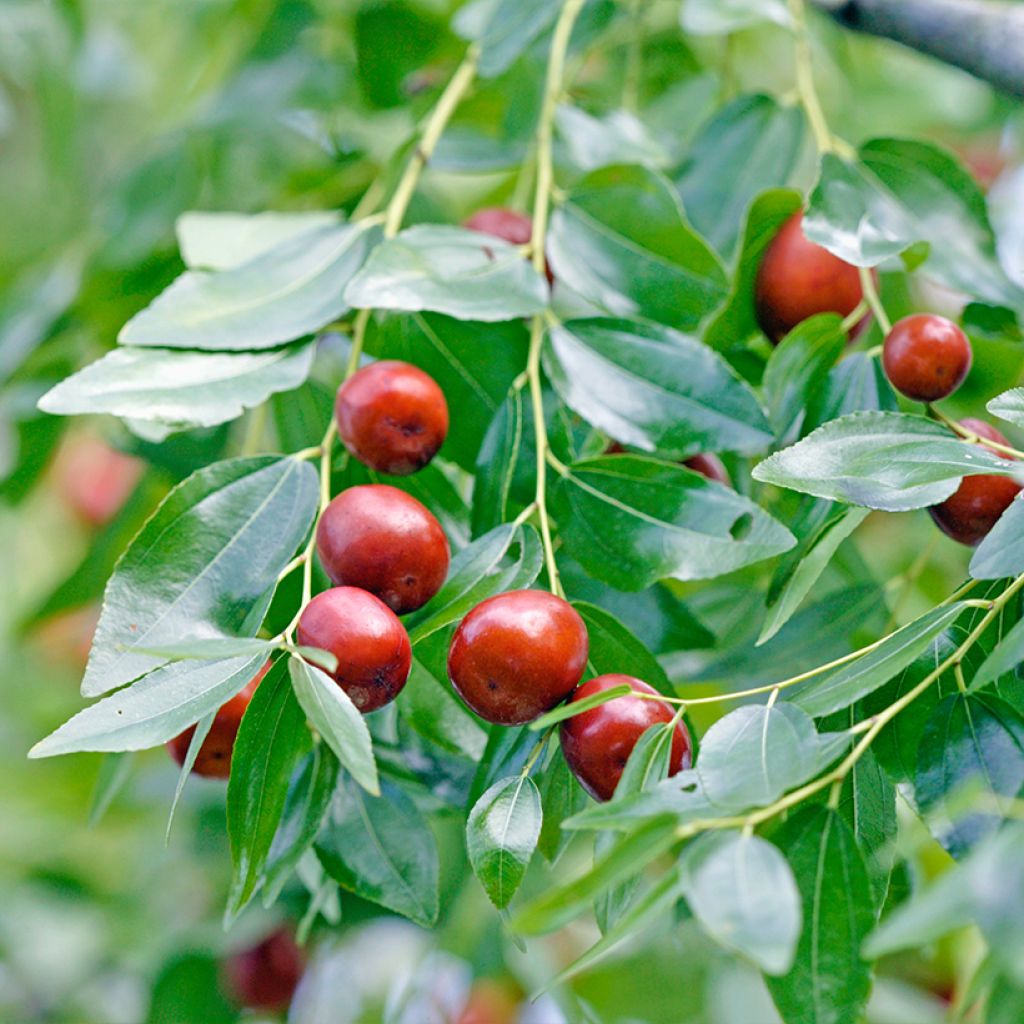 Ziziphus jujuba Abundance