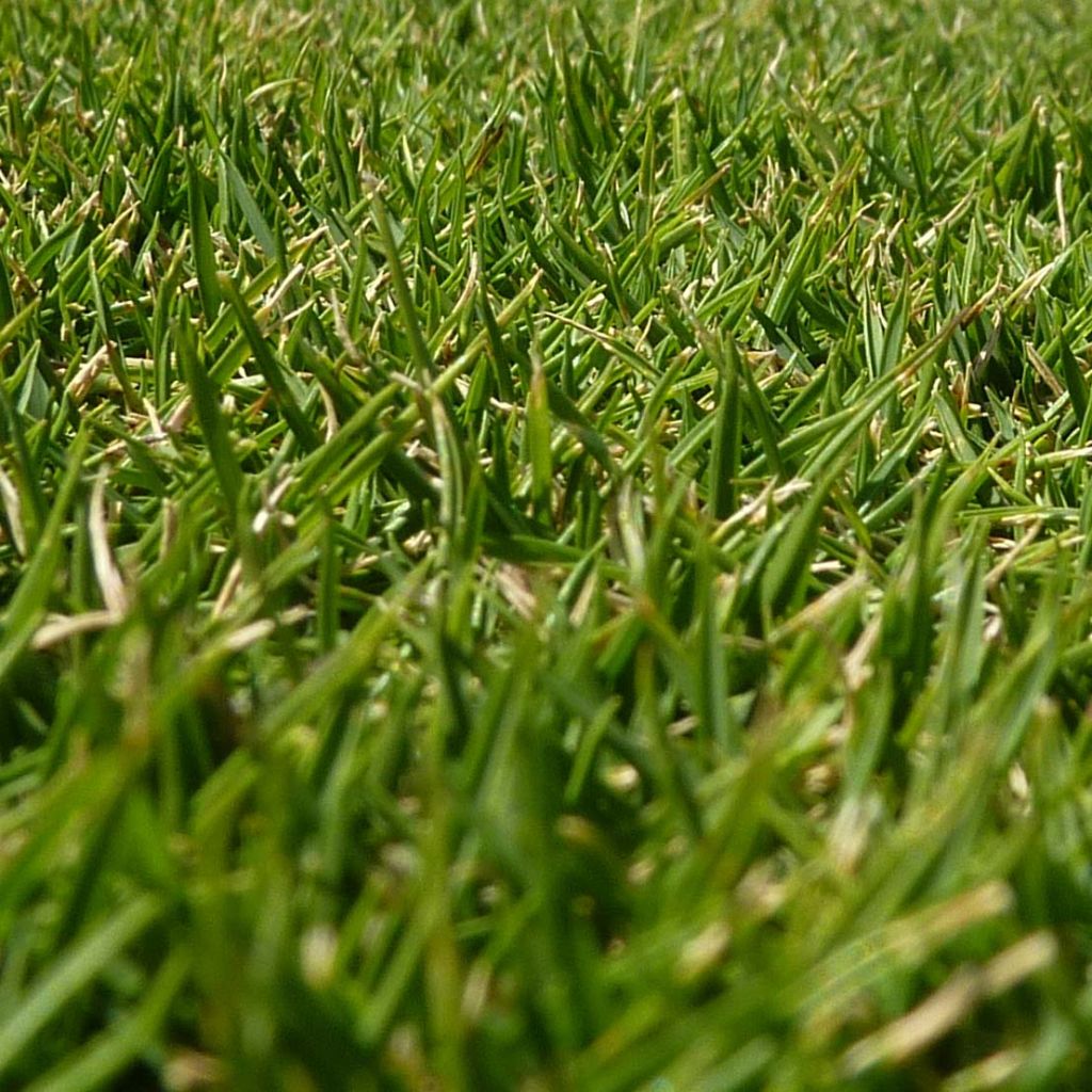 Zoysia tenuifolia