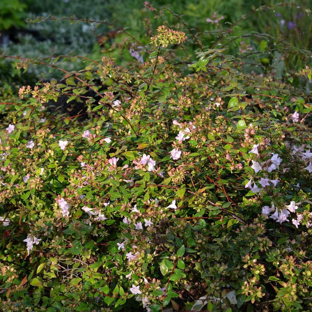 Abelia grandiflora Petite Garden