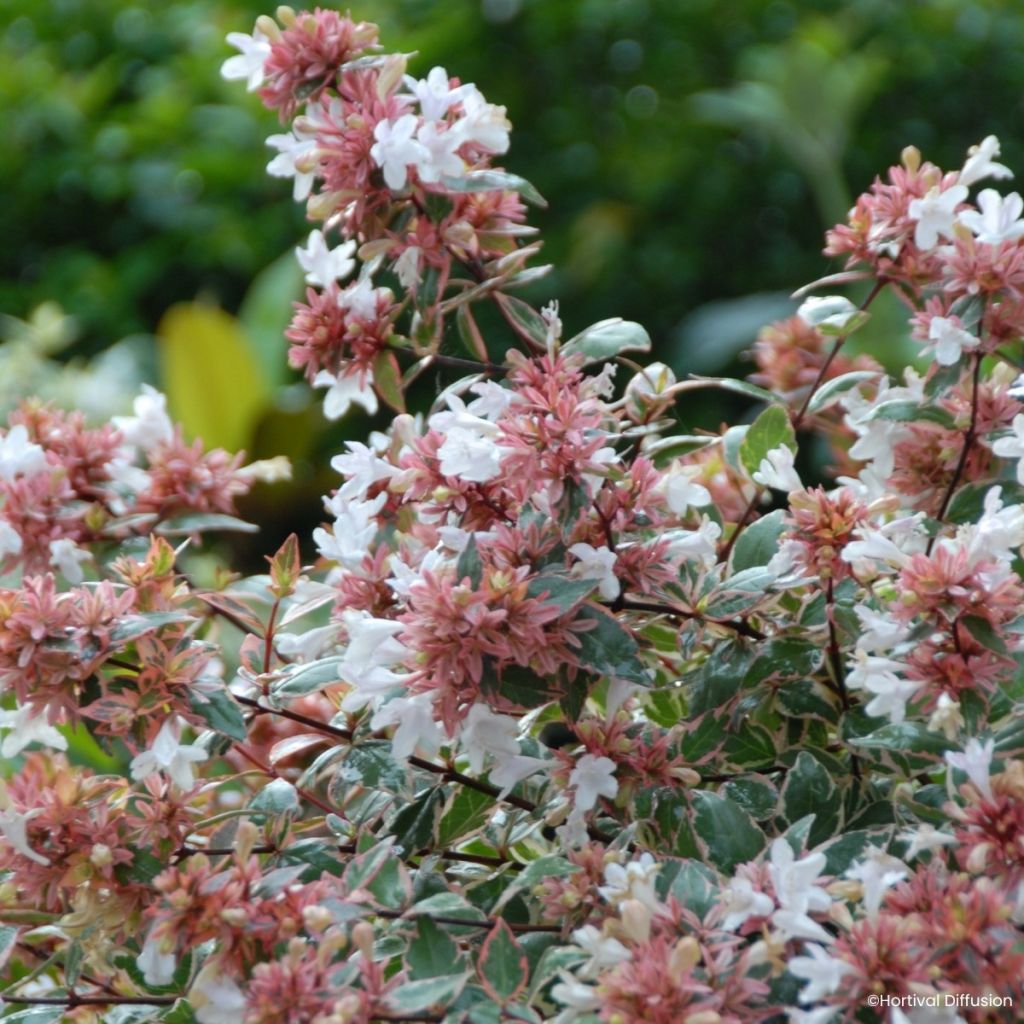 Abelia x grandiflora Psykedelik