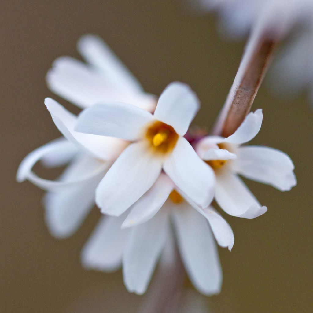 Abeliophyllum distichum - White Forsythia