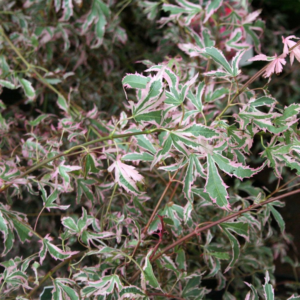 Acer palmatum Marlo - Japanese Maple