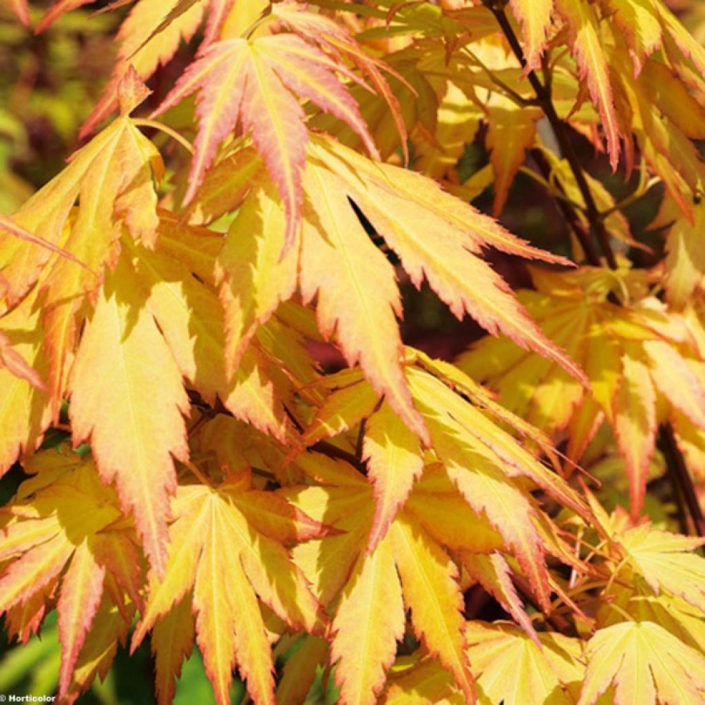 Acer palmatum Orange Dream - Japanese Maple