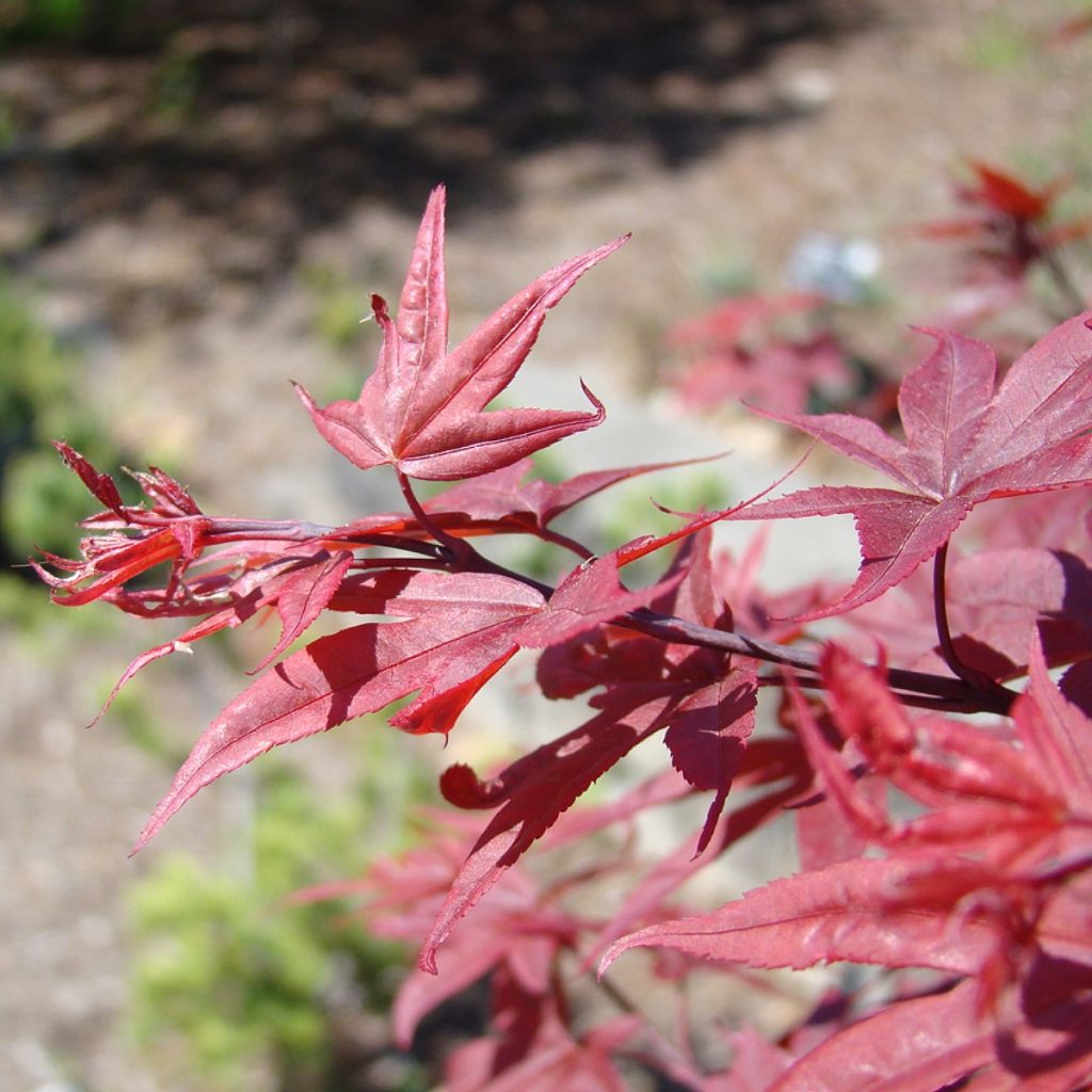 Acer palmatum Twomblys Red Sentinel - Japanese Maple