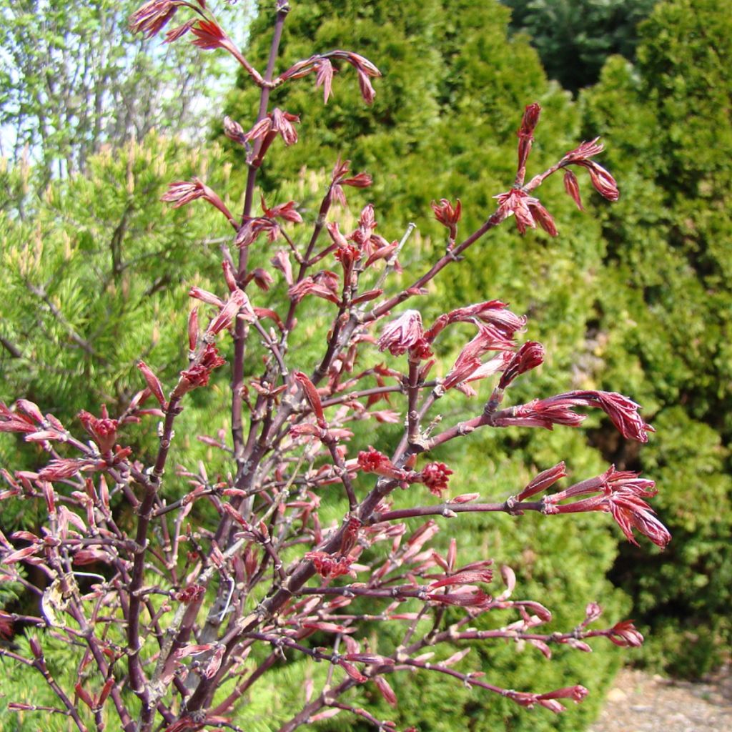 Acer palmatum Twomblys Red Sentinel - Japanese Maple