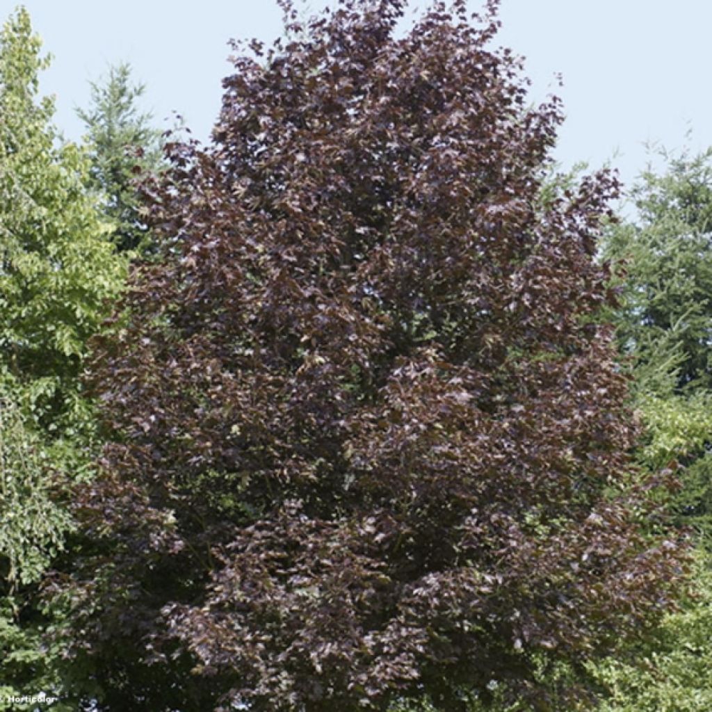 Acer platanoides Crimson King - Maple