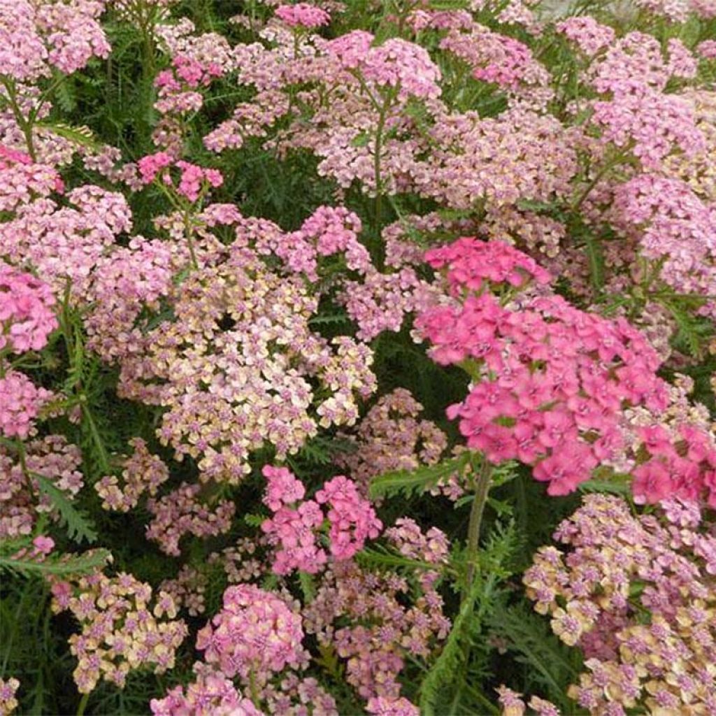 Achillea millefolium Apricot Delight
