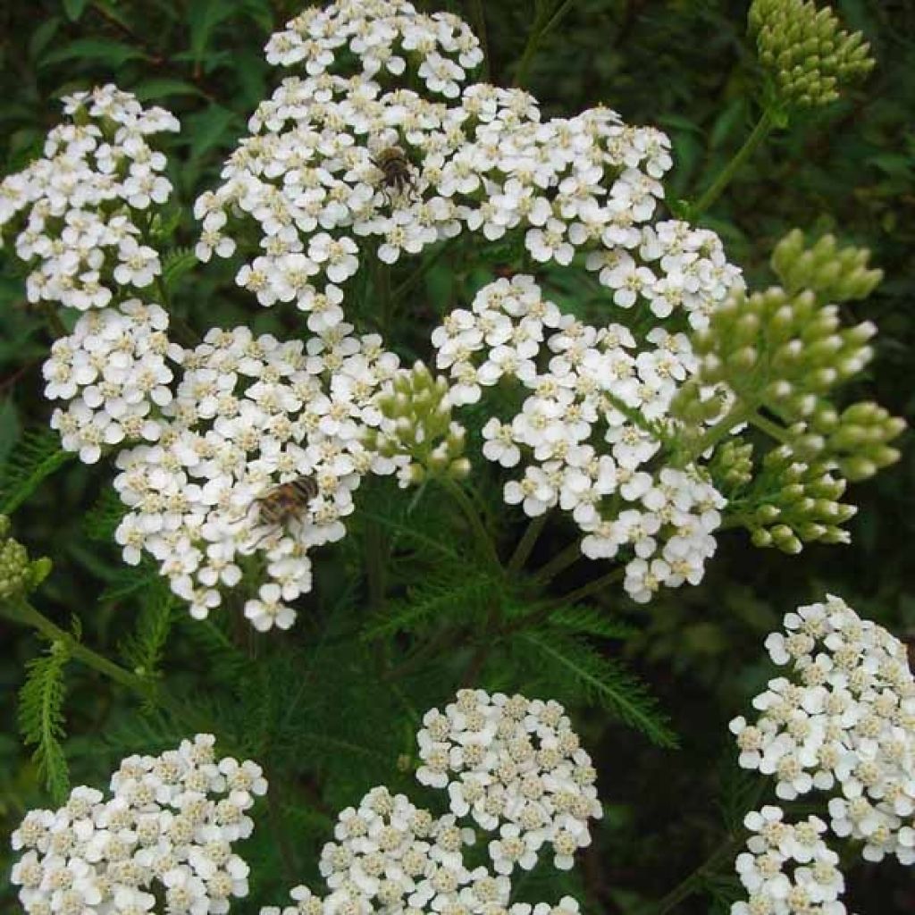 Achillea millefolium Heinrich Vogeler