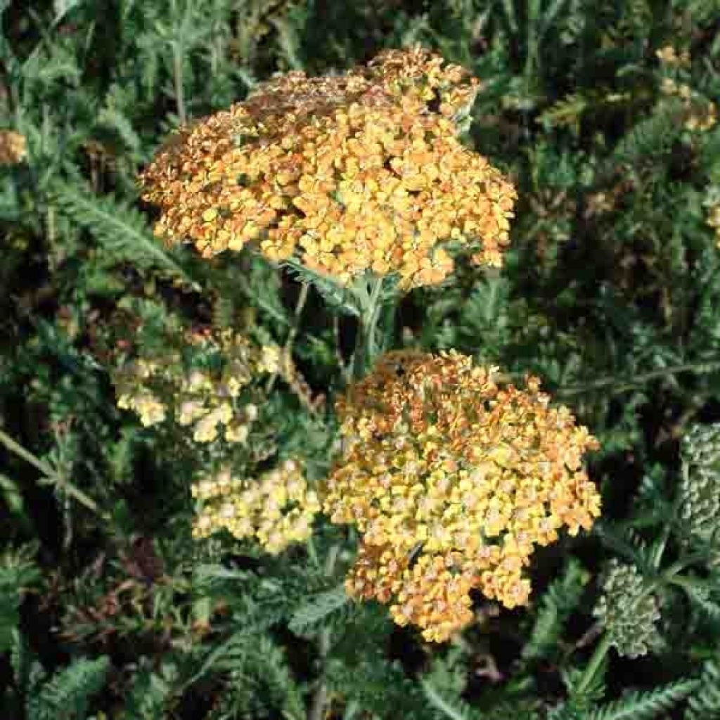 Achillea millefolium Terracotta