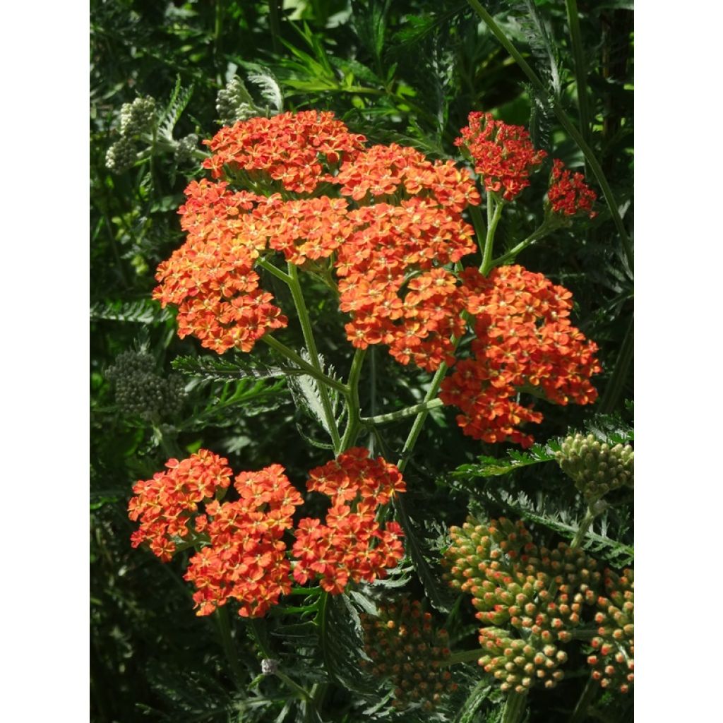 Achillea millefolium Terracotta