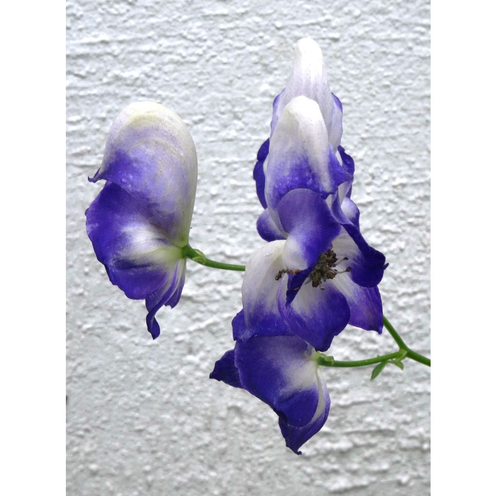 Aconitum cammarum Bicolor