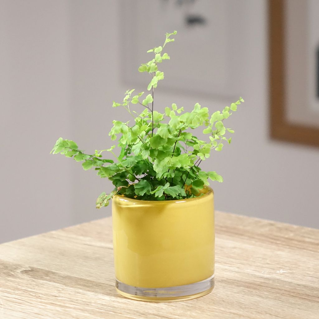 Adiantum raddianum 'Fritz Lüthi' - Capillaire radiée Fritz Lüthi, Capillaire radiée Fritz-Luth