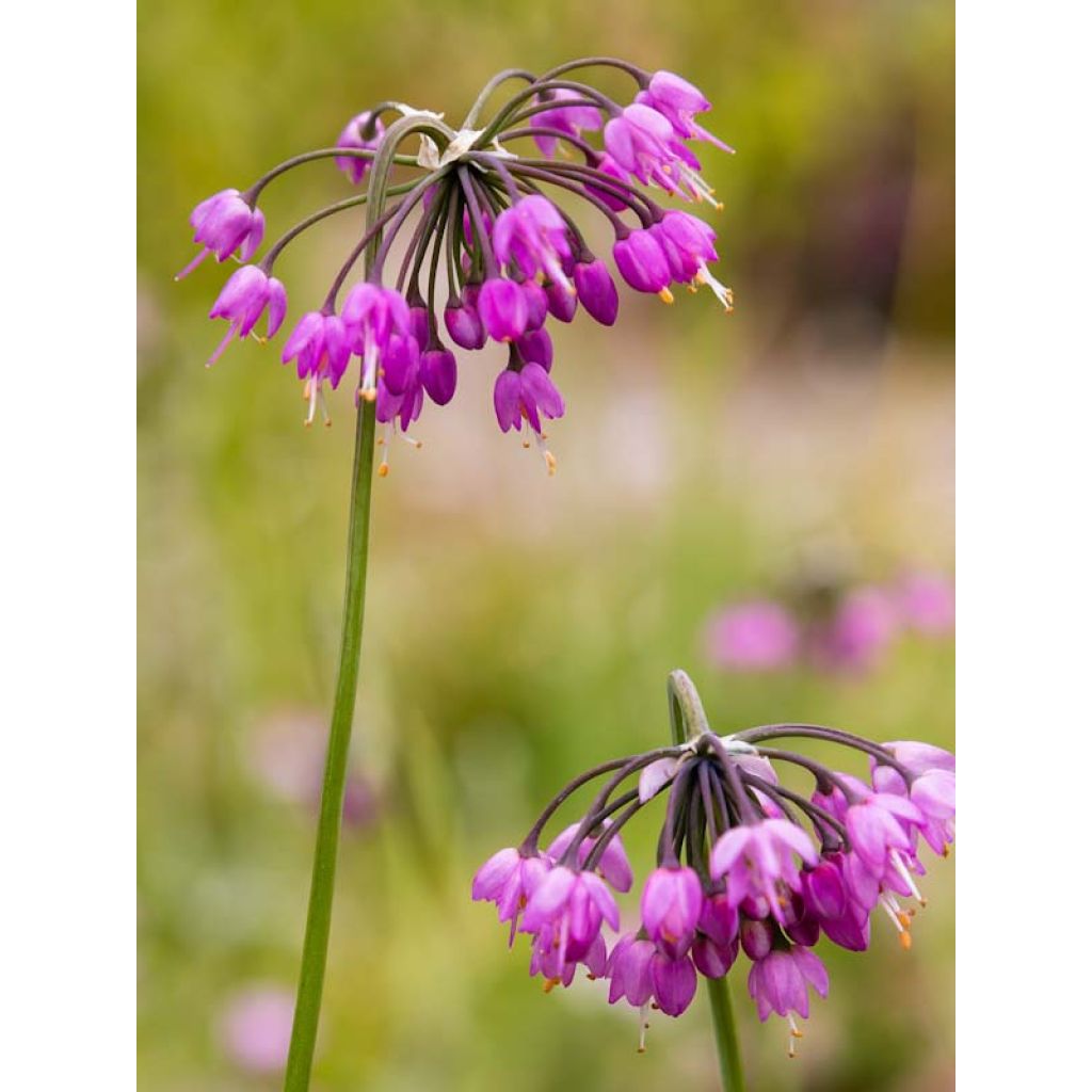Allium cernuum