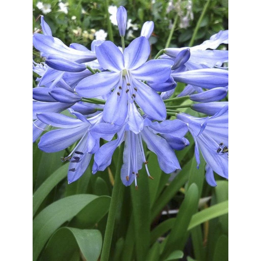 Agapanthus Blue Heaven