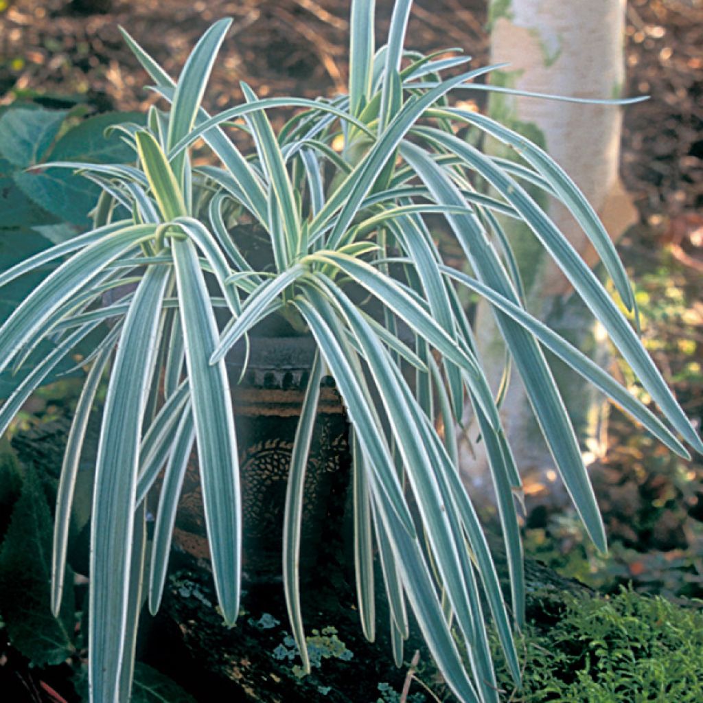 Agapanthus Tinkerbell