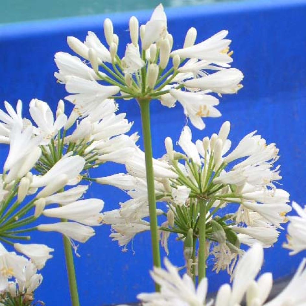 Agapanthus Windsor Grey