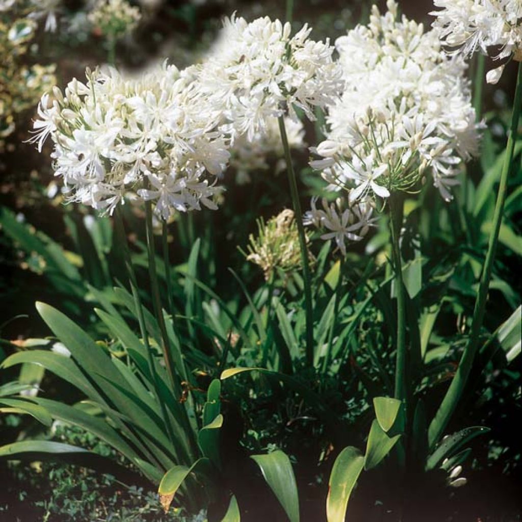 Agapanthus Windsor Grey