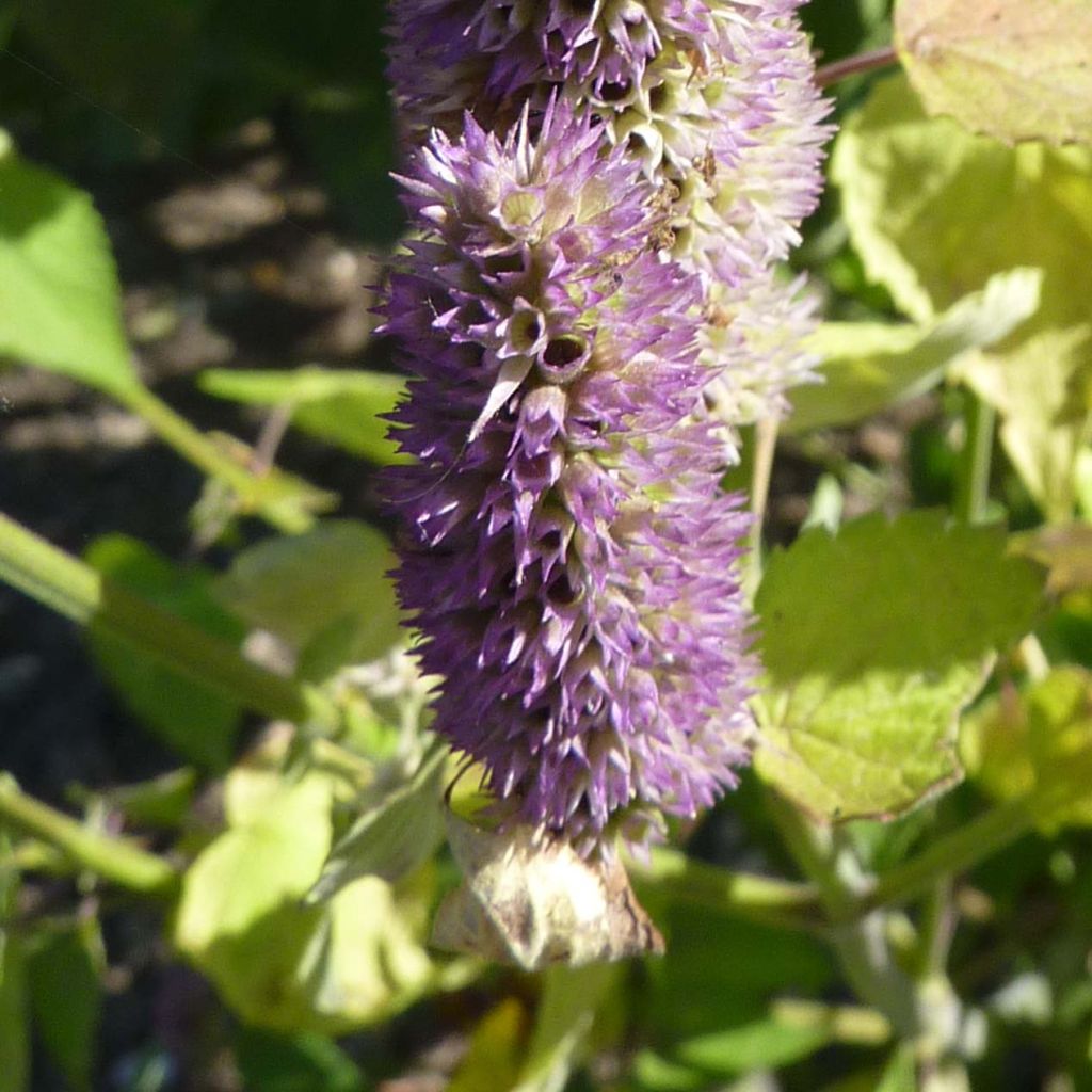Agastache x rugosa Blue Fortune